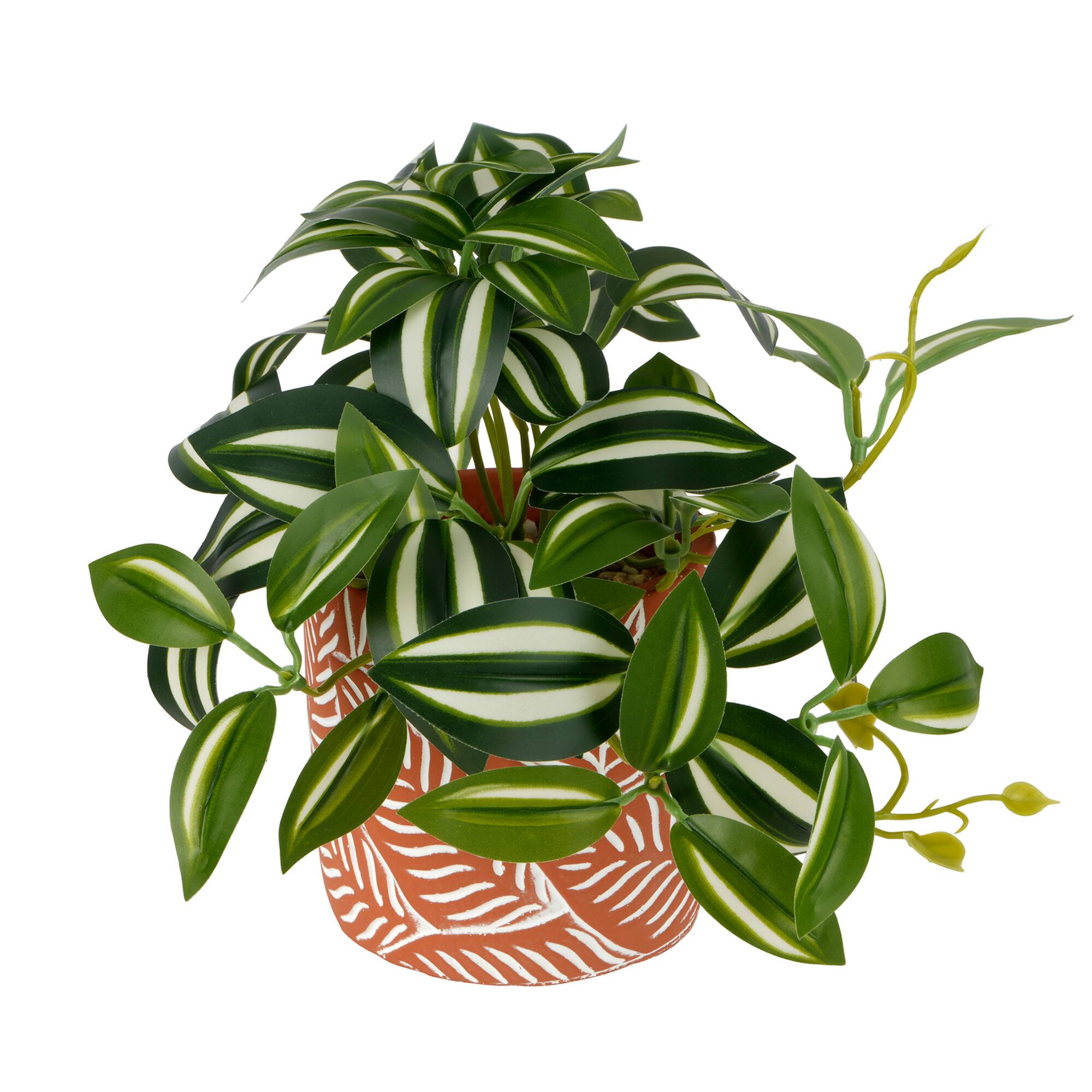 9" Potted Inchplant by Ashland®